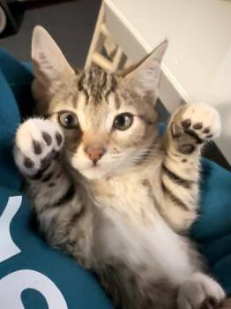 Spumoni -  Tabby Cat for Adoption - Spumoni | PetCurious