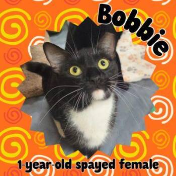Bobbie -  Tuxedo Cat for Adoption in Salida, California - Bobbie | PetCurious