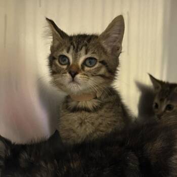 Whitney -  Domestic Short Hair Cat for Adoption in Asheville, North Carolina - Whitney | PetCurious