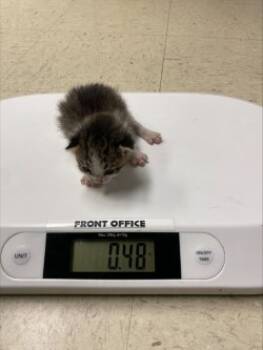 Rescue Domestic Short Hair Cats for Adoption in Stockton, California - SHADOW | PetCurious