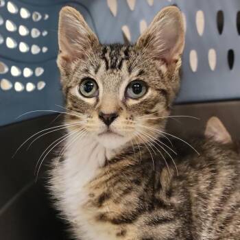 Mort -  Domestic Medium Hair Cat for Adoption in Sarasota, Florida - Mort | PetCurious