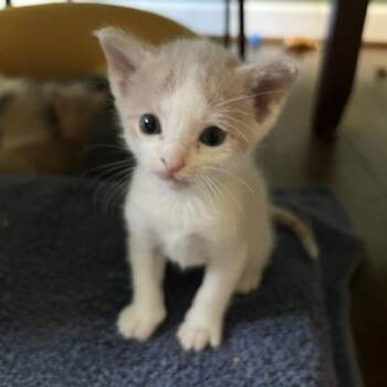 Eli -  Domestic Short Hair Cat for Adoption in Aldie, Virginia - Eli | PetCurious