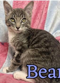 Bean (Bonded with Goose) -  Domestic Short Hair Cat for Adoption in Larkfield-wikiup, California - Bean (Bonded With Goose) | PetCurious