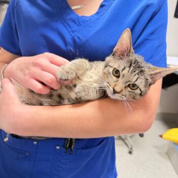 Shay -  Domestic Short Hair Cat for Adoption in Englewood, Florida - Shay | PetCurious