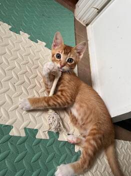Micah -  Domestic Short Hair Cat for Adoption in Houston, Texas - Micah | PetCurious