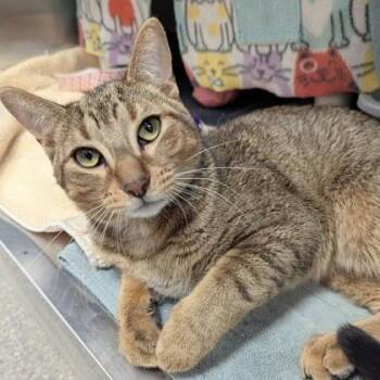 Oak -  Domestic Short Hair Cat for Adoption in Downers Grove, Illinois - Oak | PetCurious