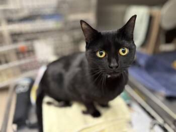 Domestic Short Hair Cats Available for Adoption - LUNA | PetCurious