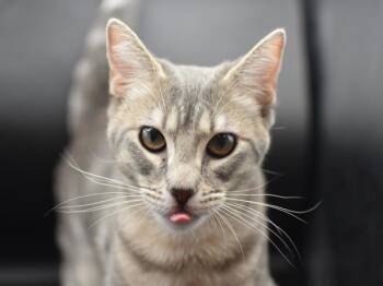 Domestic Short Hair Cats Available for Adoption - Melonie | PetCurious