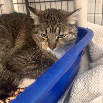 Domestic Short Hair Cats Available for Adoption in Rocky Mount, Virginia - Nala | PetCurious