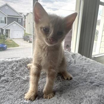 Sully -  American Shorthair Cat for Adoption in Inman, South Carolina - Sully | PetCurious