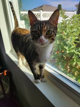 Domestic Short Hair Cats Available for Adoption in Tampa, Florida - Helene | PetCurious