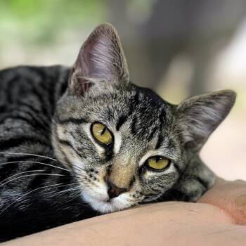 Rescue Domestic Short Hair Cats for Adoption in Boerne, Texas - Order | PetCurious