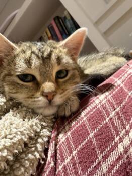 Tabby and Domestic Short Hair Cats Available for Adoption - Schitt
