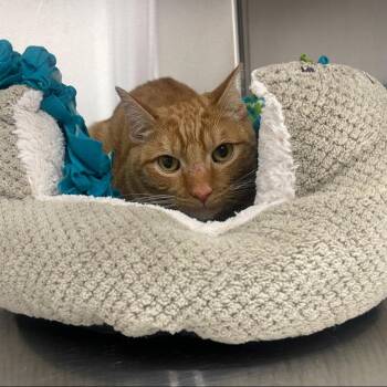 Willow 2025 -  Domestic Short Hair Cat Available for Adoption - Willow 2025 | PetCurious