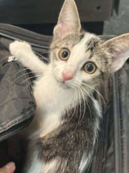 Tiramisu -  Domestic Short Hair Cat for Adoption in Memphis, Tennessee - Tiramisu | PetCurious