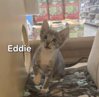 Domestic Short Hair Cats Available for Adoption - Eddie | PetCurious