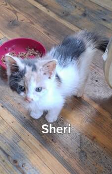 Sheri -  Domestic Short Hair Cat for Adoption in Plattsburgh, New York - Sheri | PetCurious