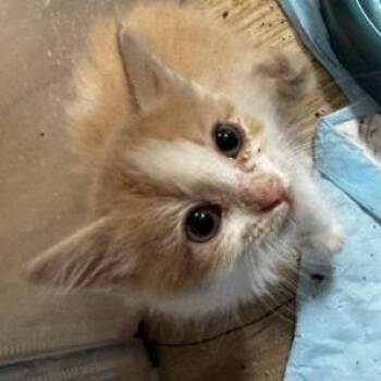 Fiddler -  Domestic Medium Hair Cat for Adoption in Prosper, Texas - Fiddler | PetCurious