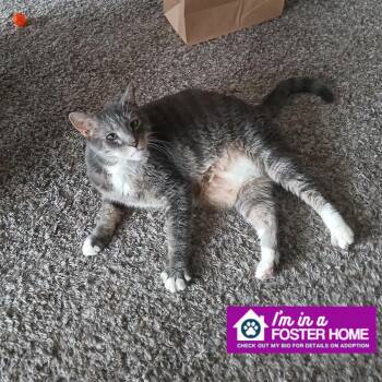 Gray-C -  Domestic Short Hair Cat for Adoption in Reisterstown, Maryland - Gray-C | PetCurious