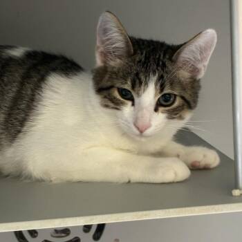 Twinkie -  Domestic Short Hair Cat for Adoption in Columbus, North Carolina - Twinkie | PetCurious