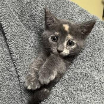 Orzo -  Domestic Short Hair Cat for Adoption in Richmond, Virginia - Orzo | PetCurious