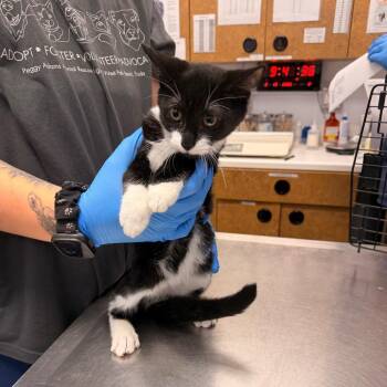 Cedar -  Domestic Short Hair Cat for Adoption in West Palm Beach, Florida - Cedar | PetCurious