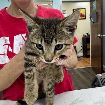 Otis -  Domestic Short Hair Cat for Adoption in Buffalo, New York - Otis | PetCurious