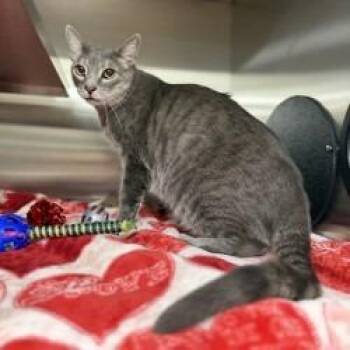 Milo -  Domestic Short Hair Cat for Adoption in Bullhead City, Arizona - Milo | PetCurious