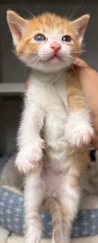Cher -  Domestic Medium Hair Cat for Adoption in Greencastle, Indiana - Cher | PetCurious
