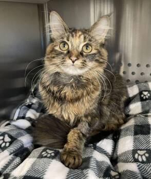 Izzy -  Domestic Medium Hair Cat for Adoption in Jackson, Michigan - Izzy | PetCurious