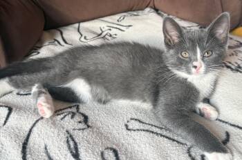 Lightening -  Domestic Medium Hair Cat for Adoption in Garden City, Michigan - Lightening | PetCurious