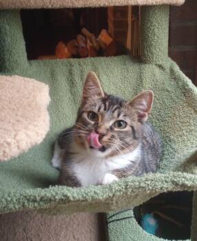 Rescue Domestic Short Hair Cats for Adoption in Smithfield, North Carolina - Tab | PetCurious