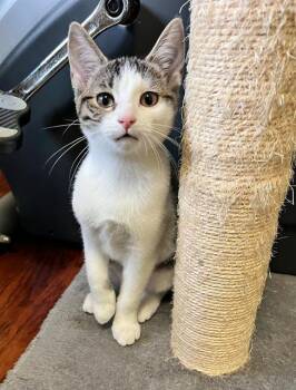 MAY -  Domestic Short Hair Cat for Adoption in Canfield, Ohio - MAY | PetCurious