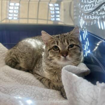 American Shorthair Cats Available for Adoption - Rosewood | PetCurious