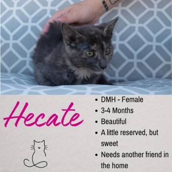 Hecate -  Domestic Short Hair Cat for Adoption in Junction City, Kansas - Hecate | PetCurious