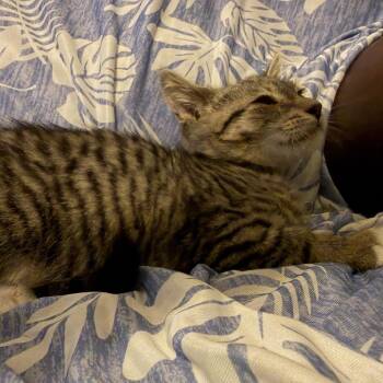 Biscut -  Domestic Short Hair Cat for Adoption in Ringtown, Pennsylvania - Biscut | PetCurious