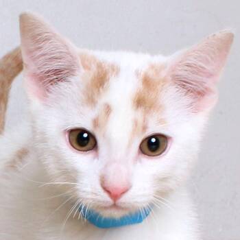 Domestic Short Hair Cats Available for Adoption in Minnetonka, Minnesota - Art C69579 | PetCurious