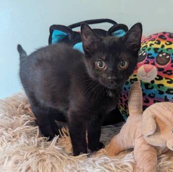 Rescue Domestic Short Hair Cats for Adoption in Parkville, Missouri - Corduroy | PetCurious