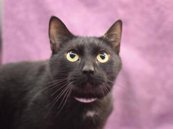 Domestic Short Hair Cats Available for Adoption - Coal Slaw | PetCurious