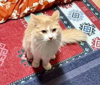Scone -  Domestic Long Hair and Domestic Short Hair Cat for Adoption in Wilkesboro, North Carolina - Scone | PetCurious