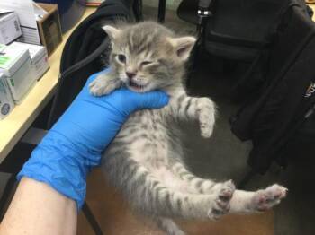 Domestic Short Hair Cats Available for Adoption - A1894447 | PetCurious