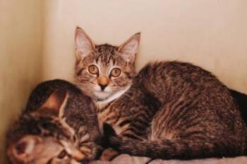 93066A Debbie Jelinsky-PetSmart Mt. Pleasant -  Domestic Short Hair Cat for Adoption in North Charleston, South Carolina - 93066A Debbie Jelinsky-PetSmart Mt. Pleasant | PetCurious