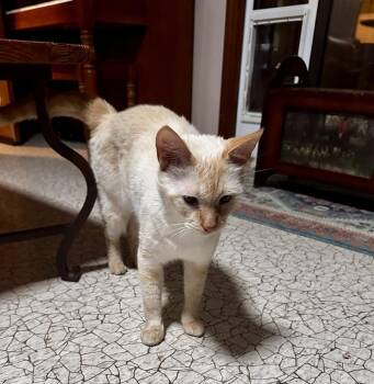 Ghost -  Domestic Short Hair and Siamese Cat for Adoption in Greensboro, North Carolina - Ghost | PetCurious