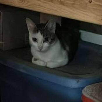 Domestic Short Hair Cats Available for Adoption - Momma | PetCurious