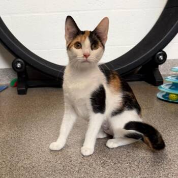 Crouton -  Domestic Short Hair Cat for Adoption in Sarasota, Florida - Crouton | PetCurious