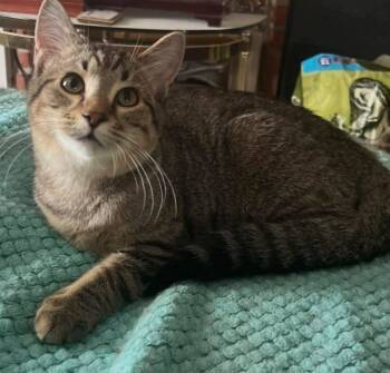 Rescue Domestic Medium Hair Cats for Adoption in Fairmont, West Virginia - Johnny | PetCurious