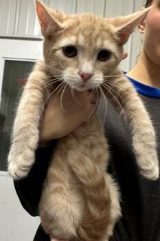 Rescue Domestic Short Hair Cats for Adoption in Hillsdale, Indiana - Cupid | PetCurious