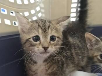 Domestic Short Hair Cats Available for Adoption in Fort Lauderdale, Florida - CHANCE | PetCurious
