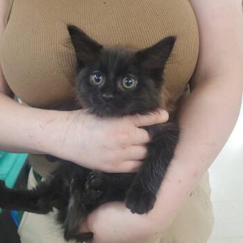 Midnight -  Domestic Long Hair Cat for Adoption in Akron, Ohio - Midnight | PetCurious