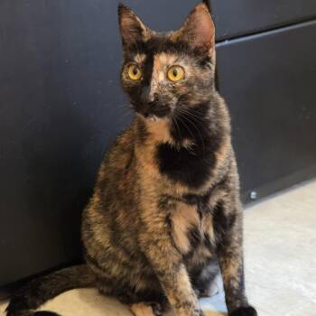 Rescue Domestic Short Hair and Tortoiseshell Cats for Adoption in Farmington, Minnesota - Cera | PetCurious